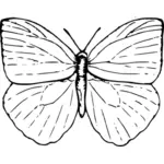 나비 그림