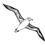 Vektorbild av albatross