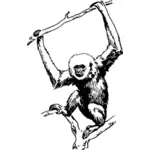 Ape hanging