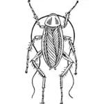 Hamam böceği görüntü
