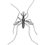 蚊子绘图