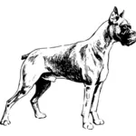 Boxer perro vector de la imagen