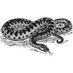 Graphiques de vecteur pour le serpent vipère