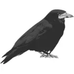 Raven fuglen vektorgrafikk utklipp