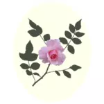 Розовые розы векторное изображение