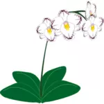 Bild av en vit orkidé anläggning