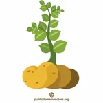 אוסף תמונות של צמח תפוחי אדמה