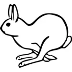 Lapin courant