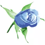 Modré růže vektorový obrázek