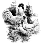תרנגול והתרנגולת