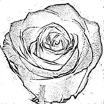בתמונה וקטורית פרח רוז