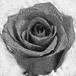 Vintage růže