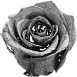 Retro rose bild