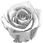 Blek kornet tegning av en rose