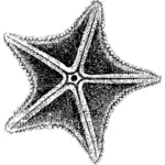 Sea Star zeichnen