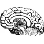 Gehirn-Diagramm