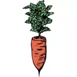 Cenoura simples