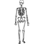 Stående skelett