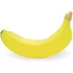 בתמונה וקטורית פוטוריאליסטית בננה בודדים