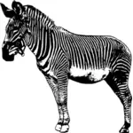 Ayakta zebra vektör görüntü