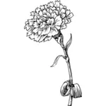 Гвоздика цветок векторное изображение