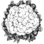 Imagem vetorial de couve-flor