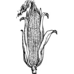 Orecchio di illustrazione vettoriale di mais