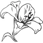 Lily Flower-Vektor-Bild