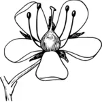 Image vectorielle de corolle fleur